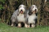 BEARDED COLLIE 374